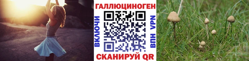 хочу   Георгиевск  Псилоцибиновые грибы Psilocybe 